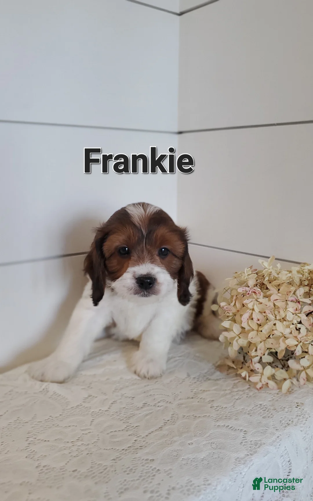 Cavapoo dogs for sale: Frankie - Ad 1
