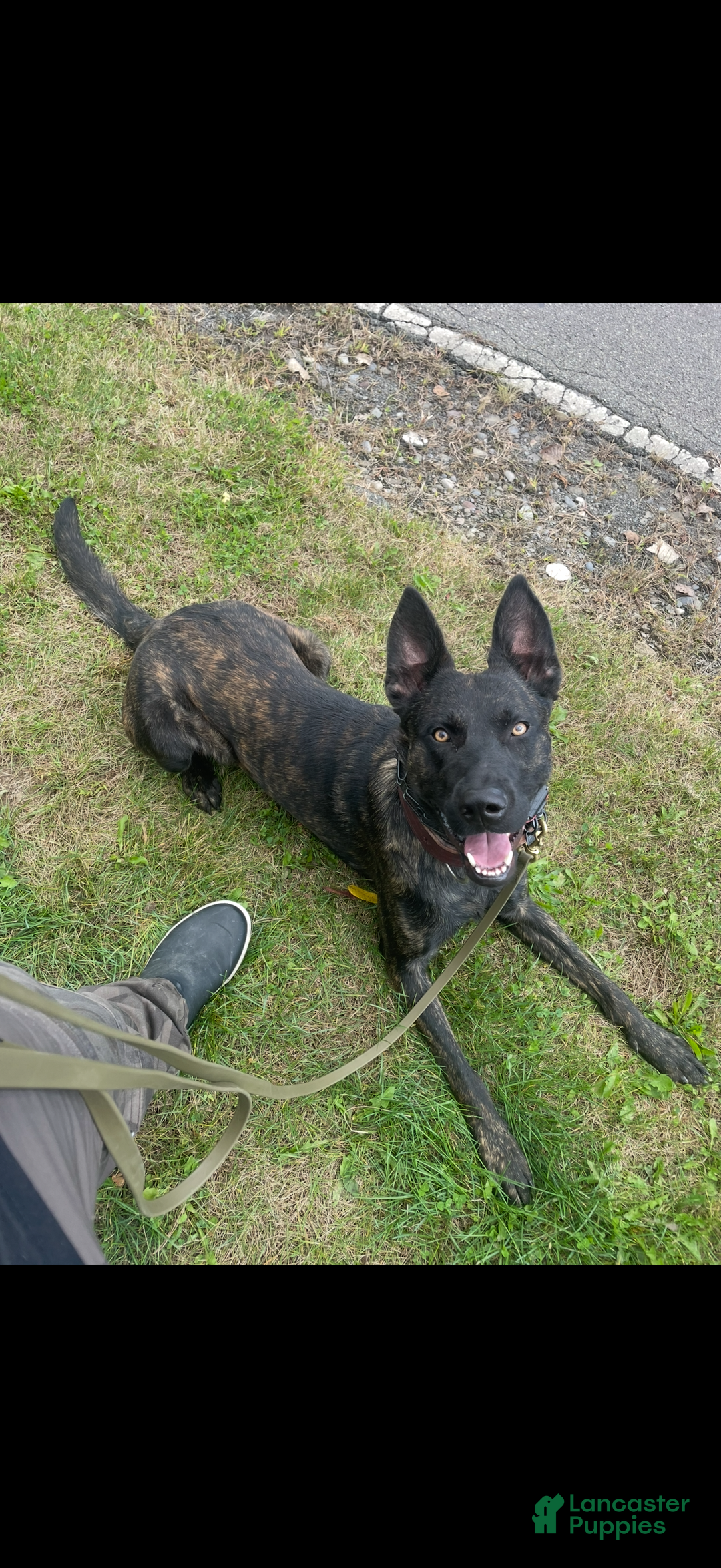 Mixed Breed dogs for sale: Red Collar- Female Fawn - Ad 9