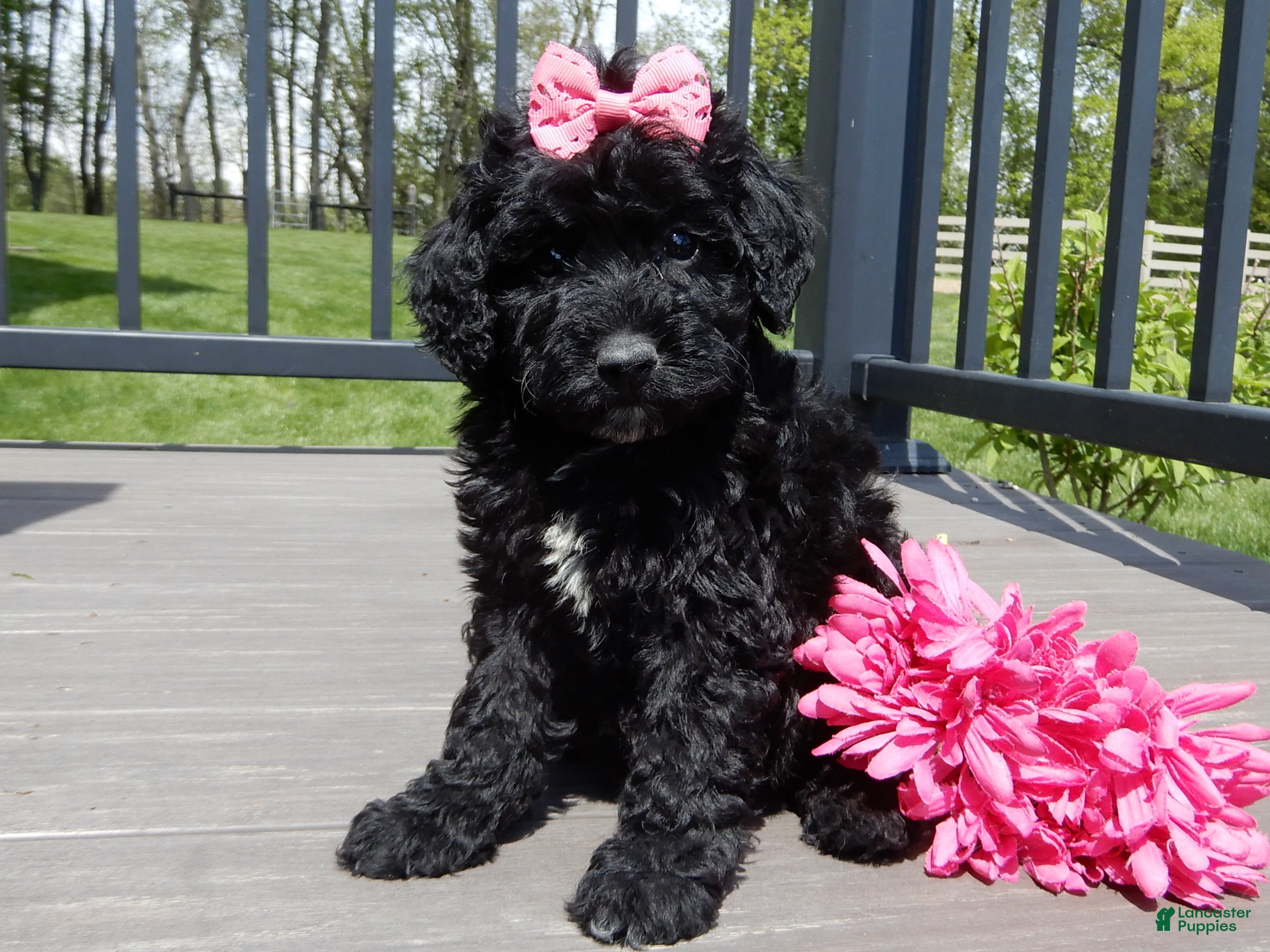Sheepadoodle dogs Ellie-MEDIUM - Ad 1