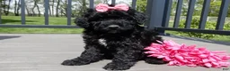 Sheepadoodle dogs for sale: Ellie-MEDIUM - Ad 1