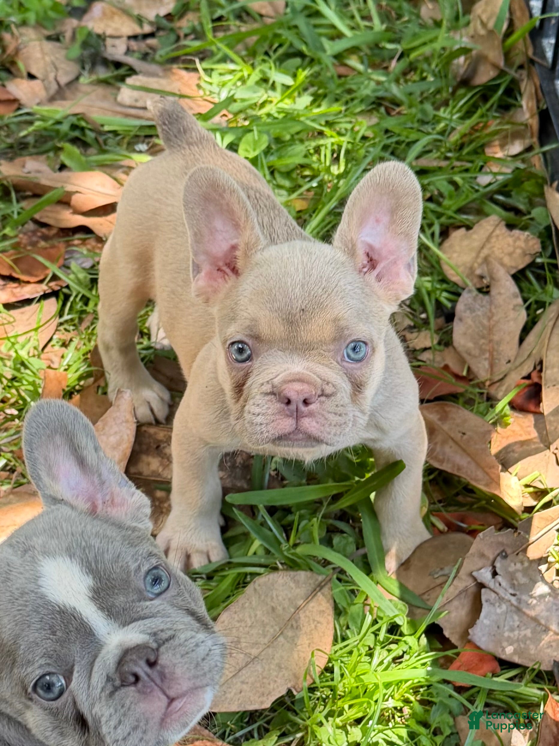French Bulldog dogs for sale: French Bulldog Puppy 2 - Ad 1
