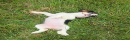 Cavalier King Charles Spaniel dogs for sale: Lily - Ad 9
