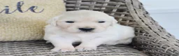 Golden Retriever dogs for sale: Barbie - Ad 4