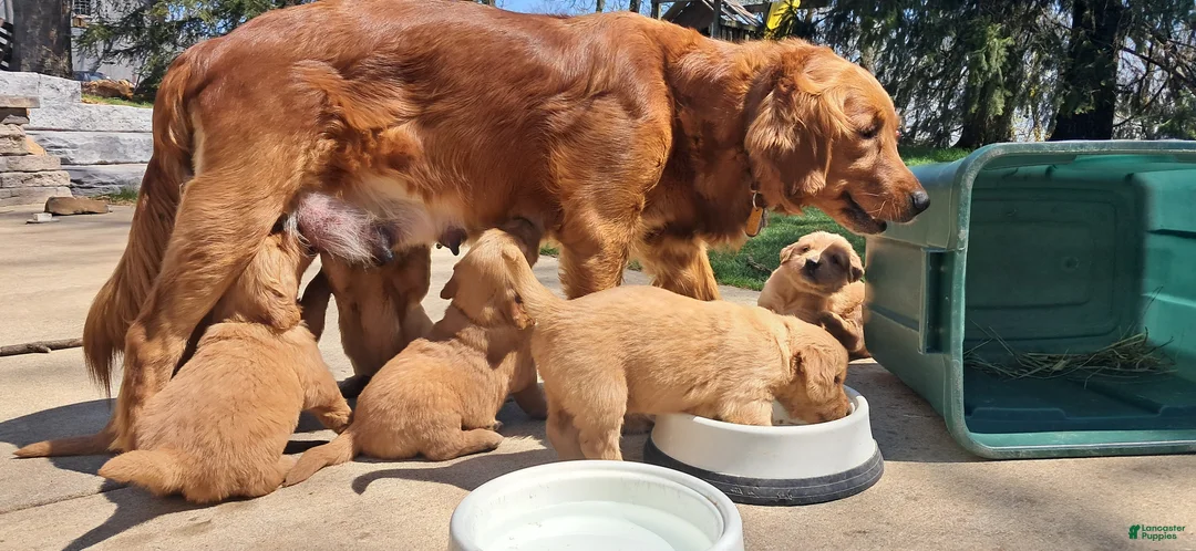 Golden Retriever dogs for sale: Peach - Ad 2