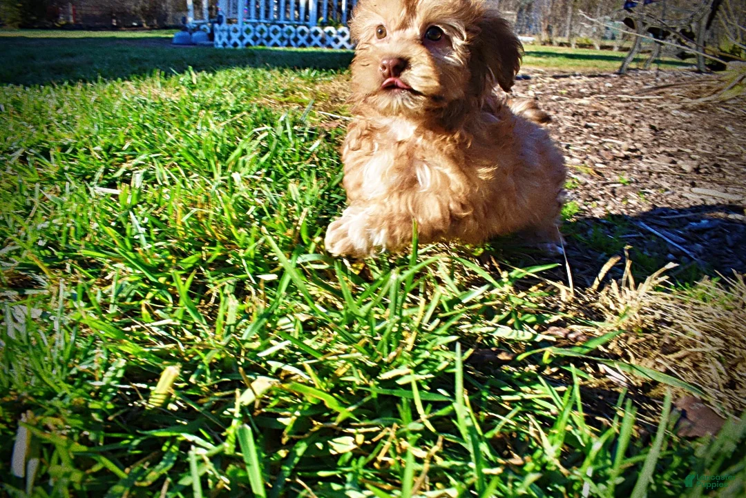 Havapoo dogs for sale: Scout - Ad 10