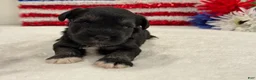 Miniature Schnauzer dogs for sale: Marsha Male 5 - Ad 3