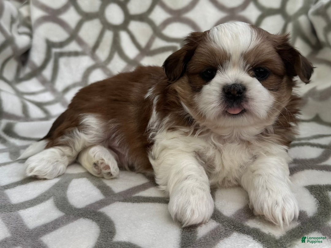 Benji for sale in Middlebury Lancaster Puppies
