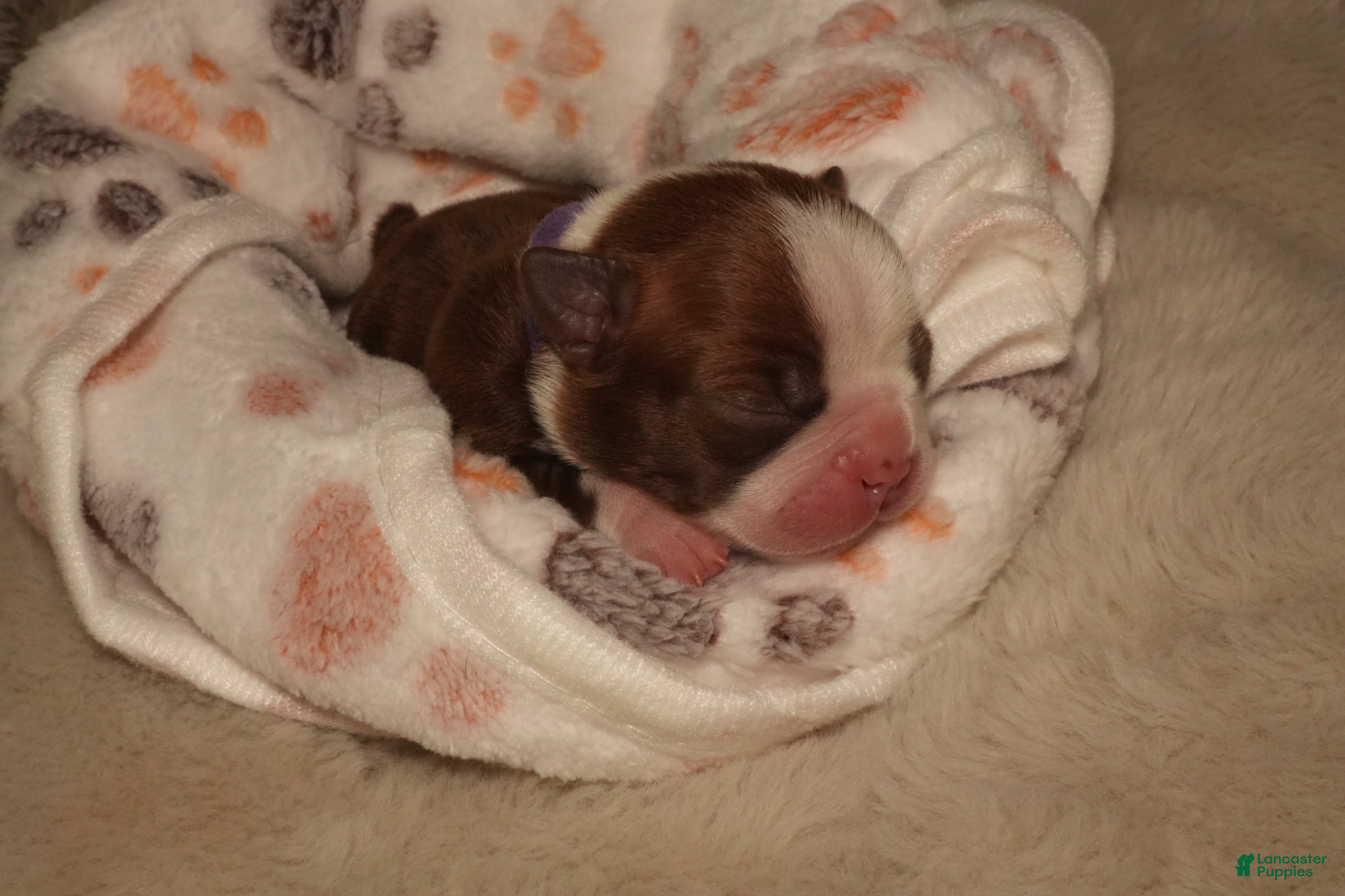 Boston Terrier dogs Autumn - Ad 3