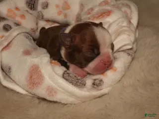 Boston Terrier dogs Autumn - Ad 3