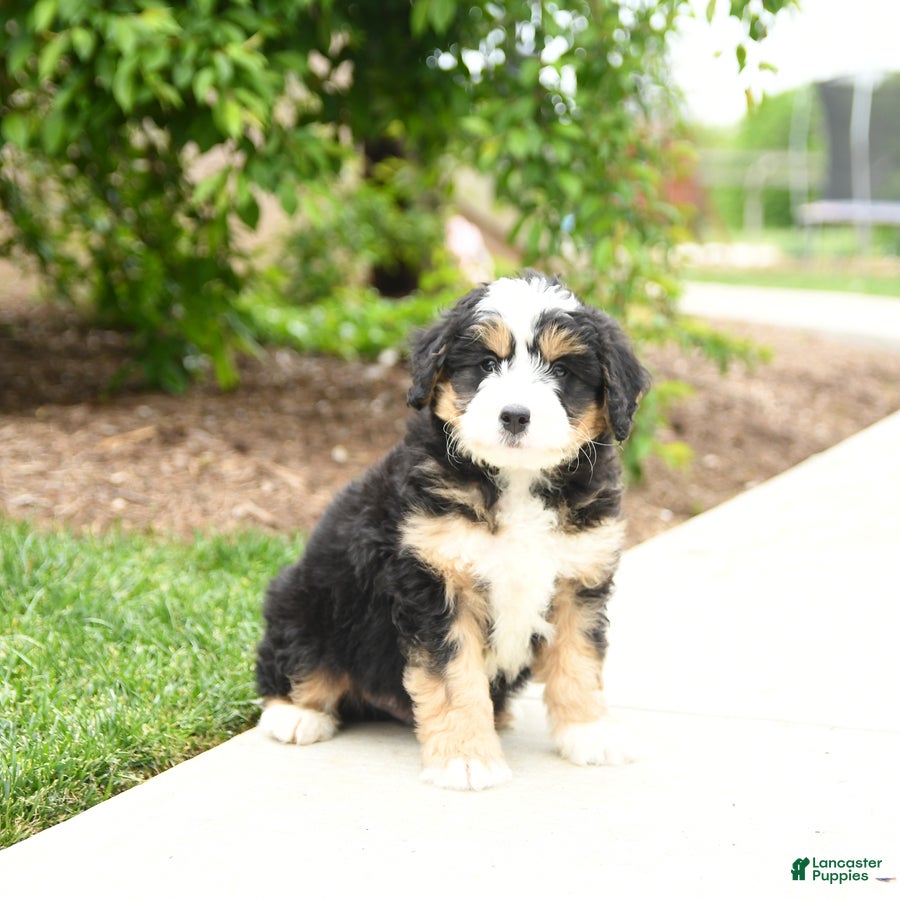 Bernedoodle dogs Jasper - Ad 1
