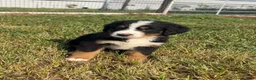 Bernese Mountain Dog dogs for sale: Paisley - Ad 18