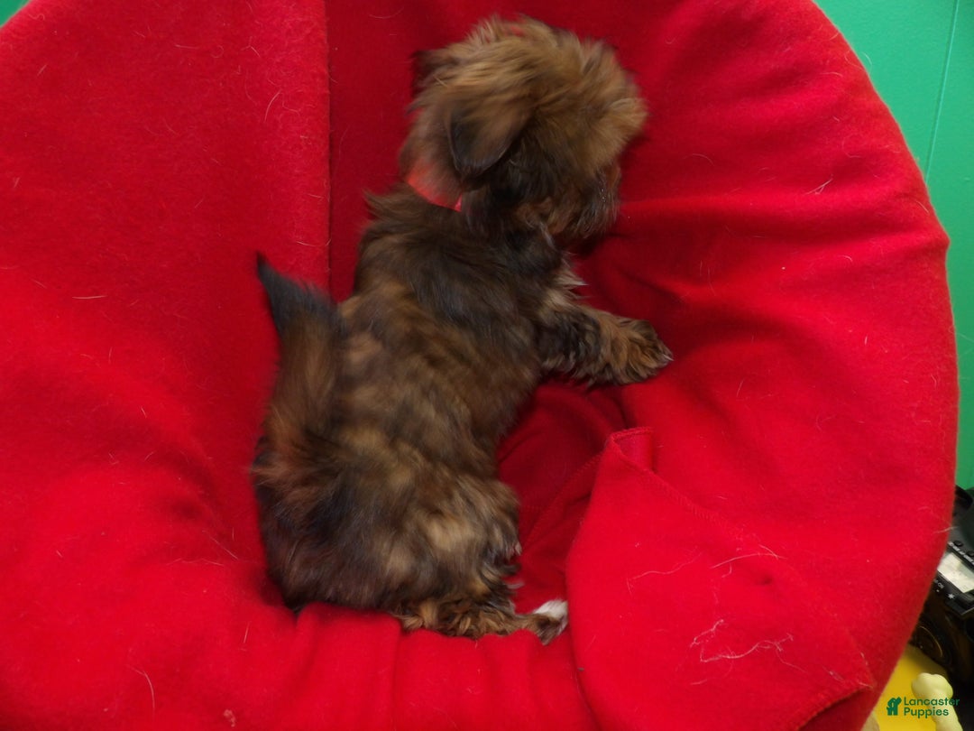 Shorkie dogs for sale: June - Ad 3