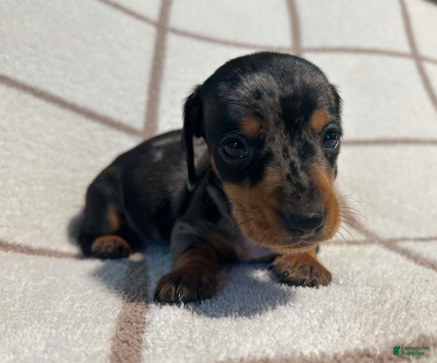 Miniature Dachshund dogs AKC Woody delivery available  - Ad 2