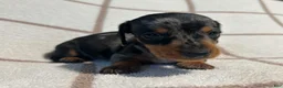 Miniature Dachshund dogs for sale: AKC Woody delivery available  - Ad 2