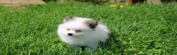Pomeranian dogs for sale: Cora - Ad 5