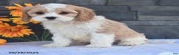 Cavapoo dogs for sale: Harvey - Ad 2