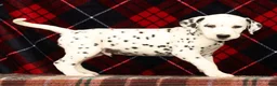 Dalmatian dogs for sale: Riley - Ad 4