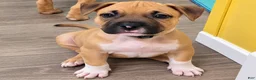 American Bully dogs for sale: Avery - Ad 2