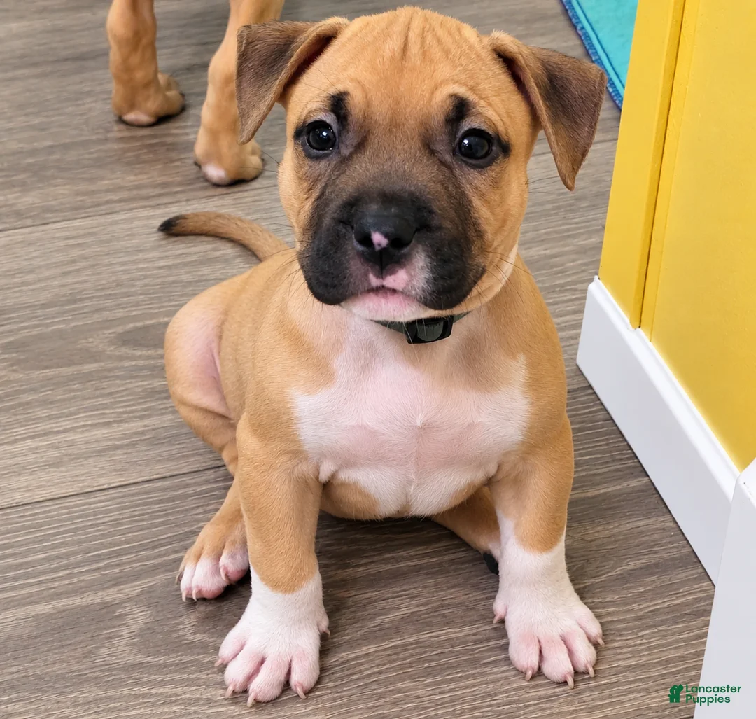 American Bully dogs for sale: Avery - Ad 2