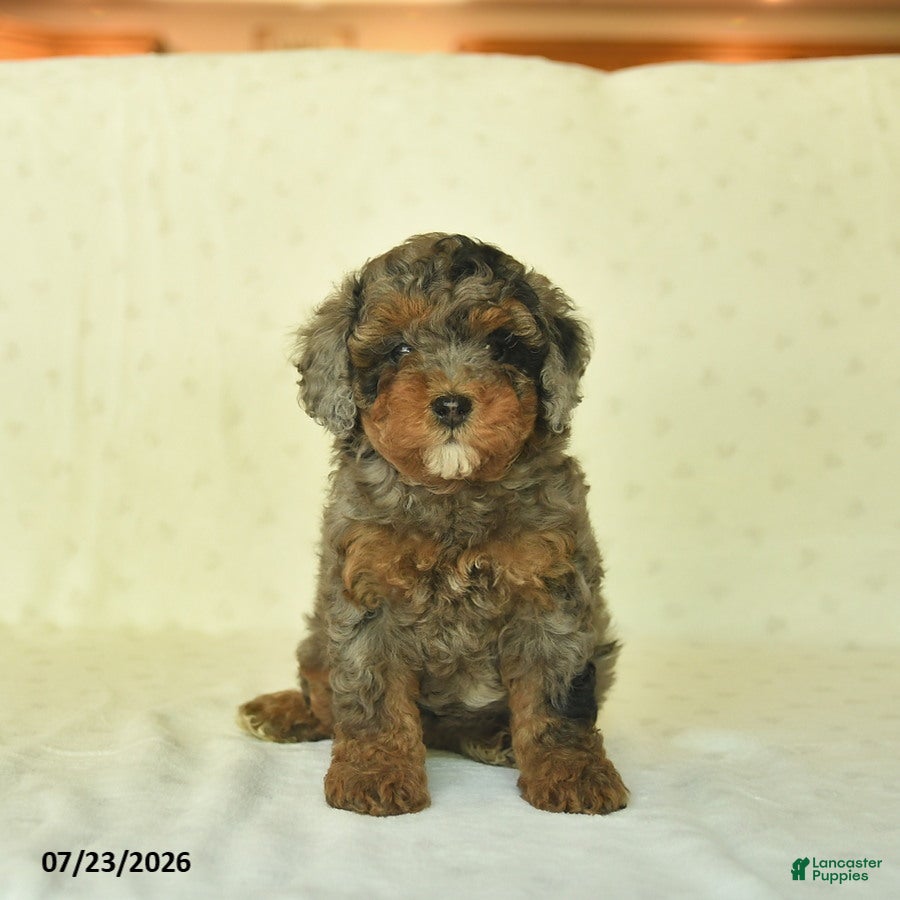 Miniature Poodle dogs Qenna  - Ad 1