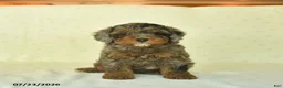 Miniature Poodle dogs for sale: Qenna  - Ad 1