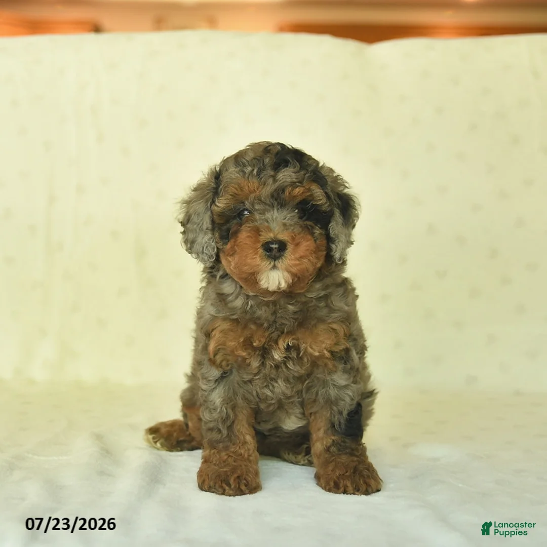 Miniature Poodle dogs for sale: Qenna  - Ad 1