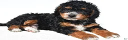 Mini Bernedoodle dogs for sale: Nick - Ad 3