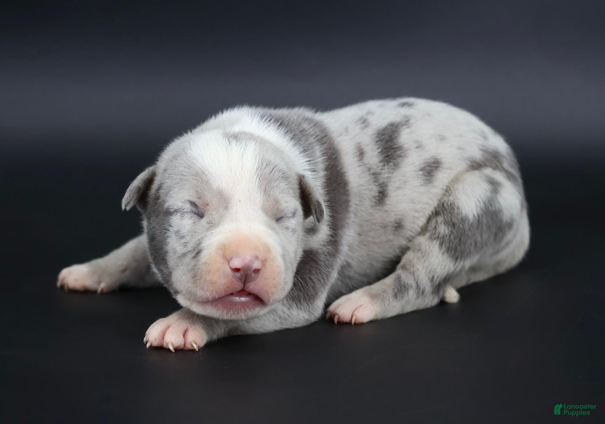American Bully dogs Empress - Ad 1