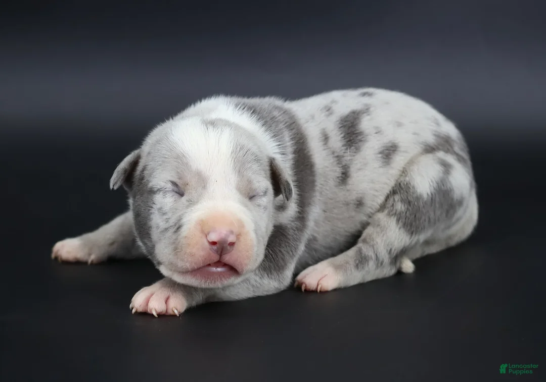 American Bully dogs for sale: Empress - Ad 1