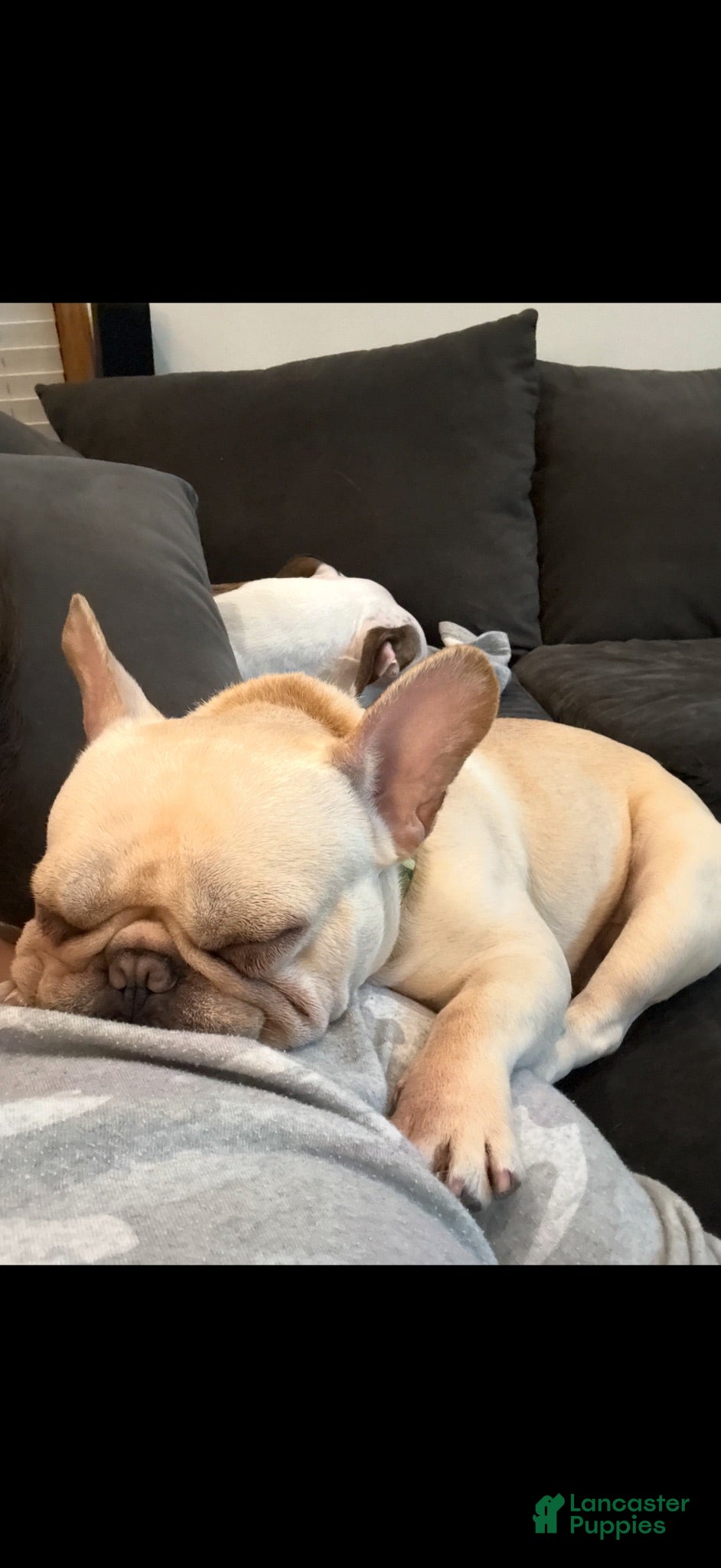French Bulldog dogs Male Frenchie Gus - Ad 1
