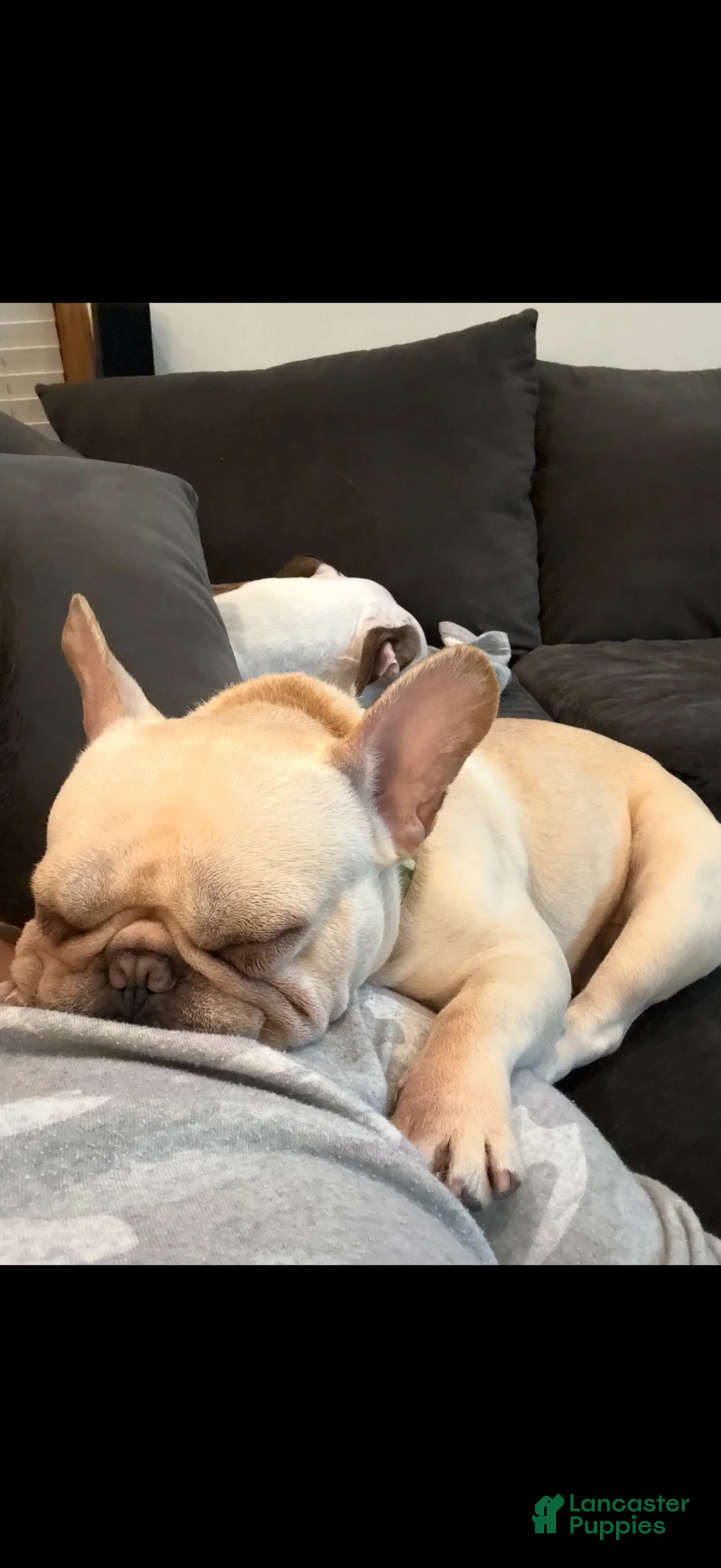 French Bulldog dogs for sale: Male Frenchie Gus - Ad 1