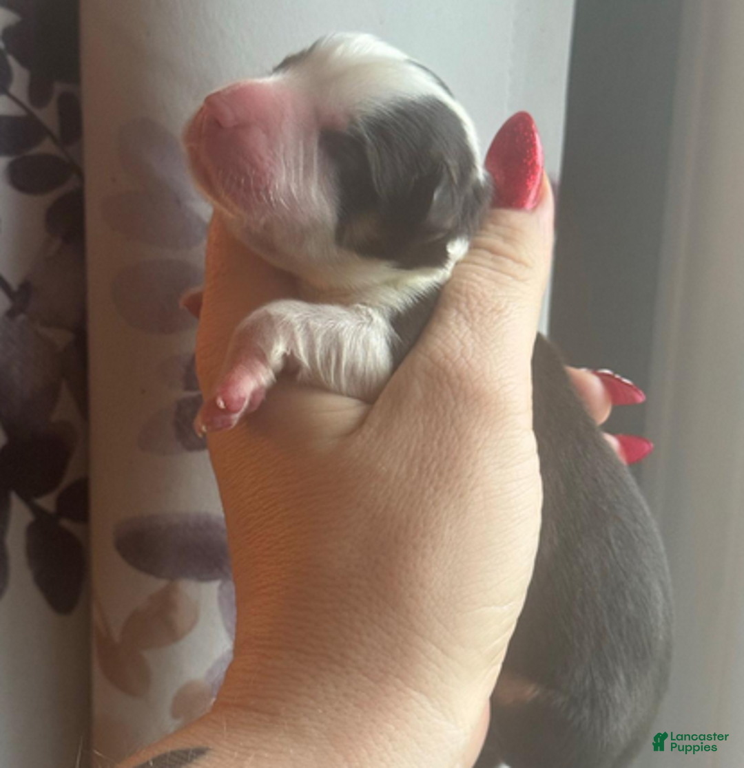 Welsh Corgi Pembroke dogs for sale: Duke (fluffy) - Ad 4