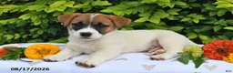 Mixed Breed dogs for sale: Dack - Ad 4