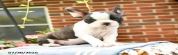 Frenchton dogs for sale: Deon - Ad 2