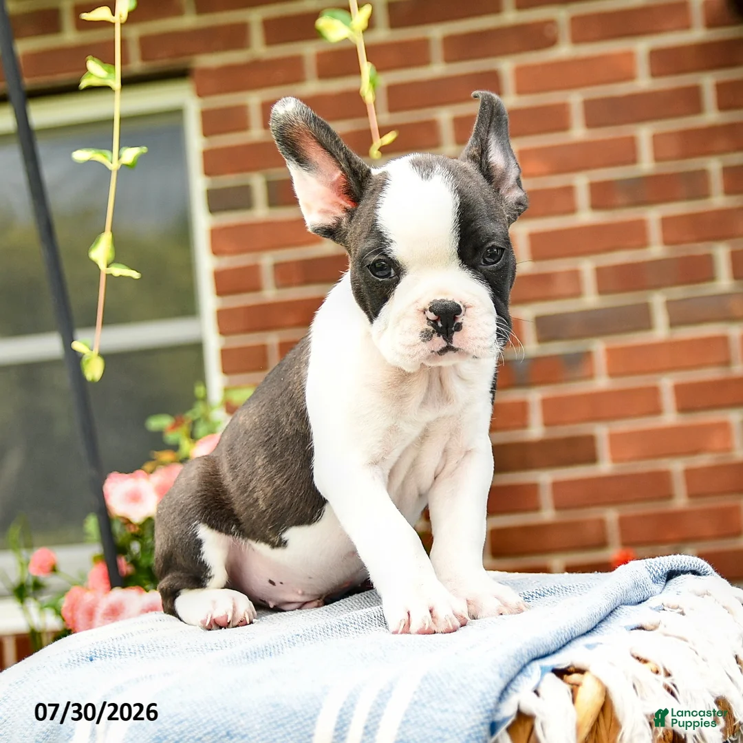 Frenchton dogs for sale: Deon - Ad 2