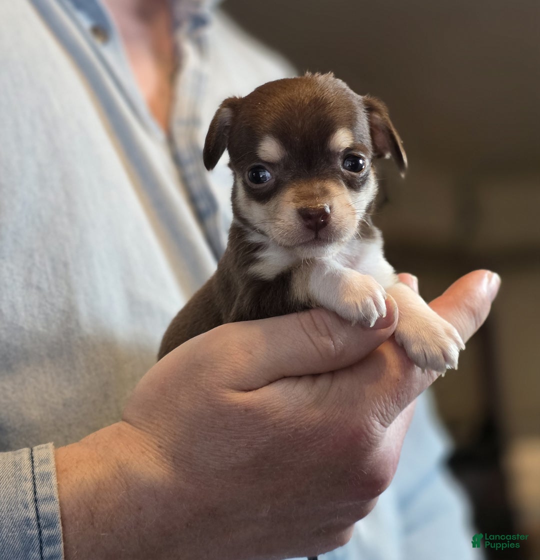 Chihuahua dogs for sale: Dark Choco Nugget - Ad 3