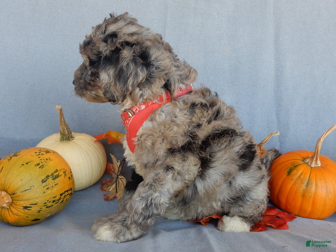 Sheepadoodle dogs for sale: Panda (medium) - Ad 19