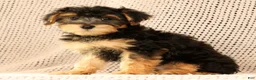 Yorkiepoo dogs for sale: Zip - Ad 7