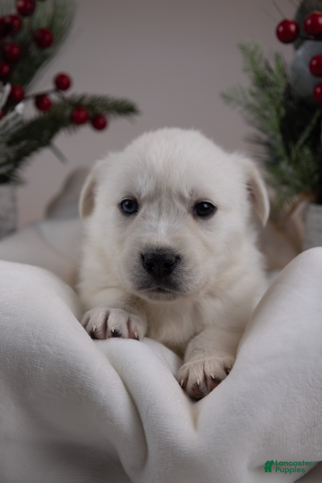 Goberian dogs Ivory - Ad 13