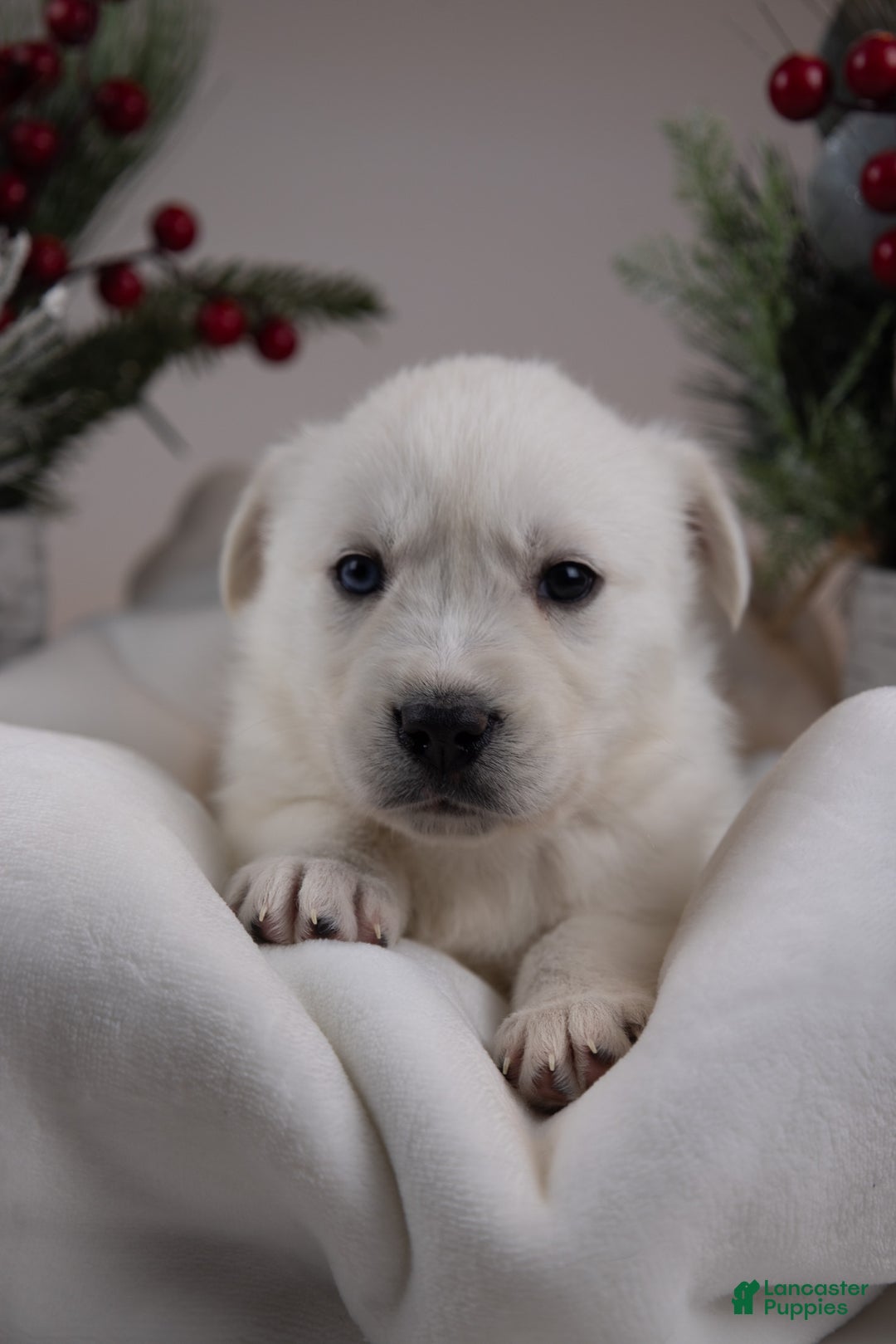 Goberian dogs for sale: Ivory - Ad 1