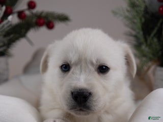 Goberian dogs Ivory - Ad 14