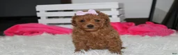 Miniature Poodle dogs for sale: Sierra  - Ad 4