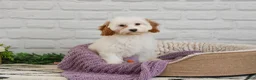 Cavapoo dogs for sale: Emerald  - Ad 4