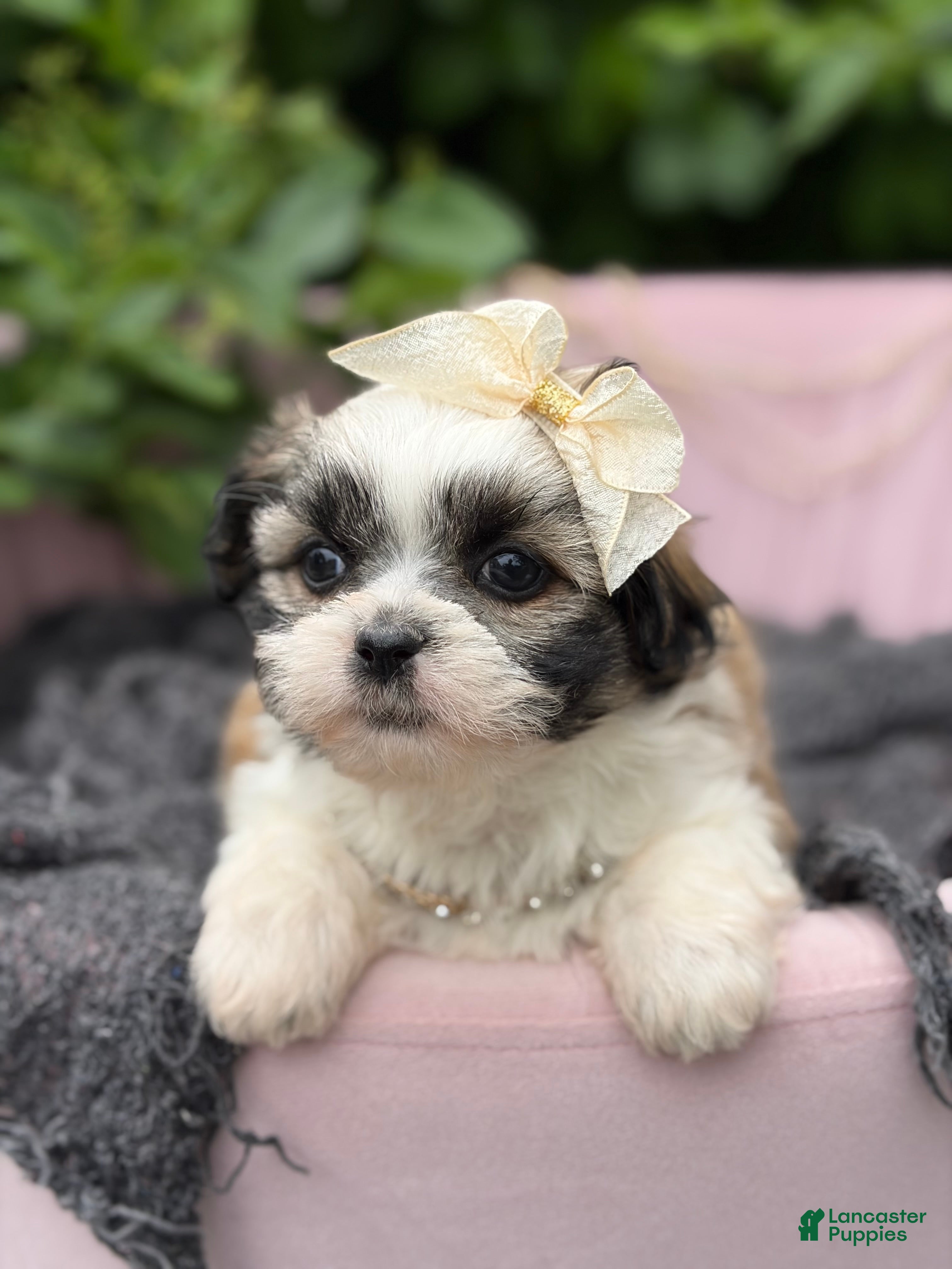 Malshi dogs Penelope  - Ad 2