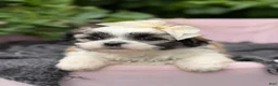 Malshi dogs for sale: Penelope  - Ad 2