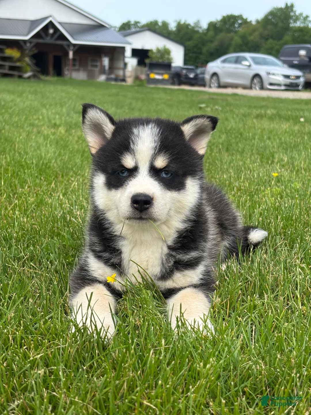 Pomsky dogs for sale: Stetson - Ad 4