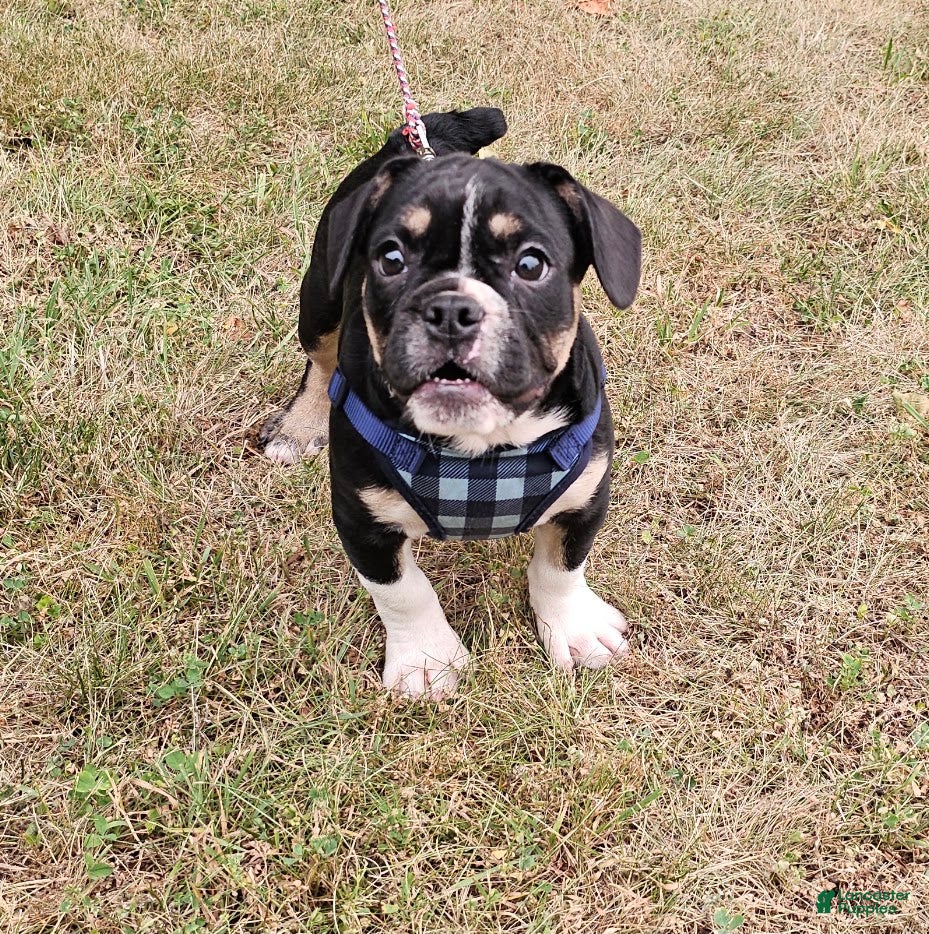 Mixed Breed dogs Capt. Jack Sparrow - Ad 1
