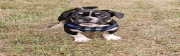 Mixed Breed dogs for sale: Capt. Jack Sparrow - Ad 1
