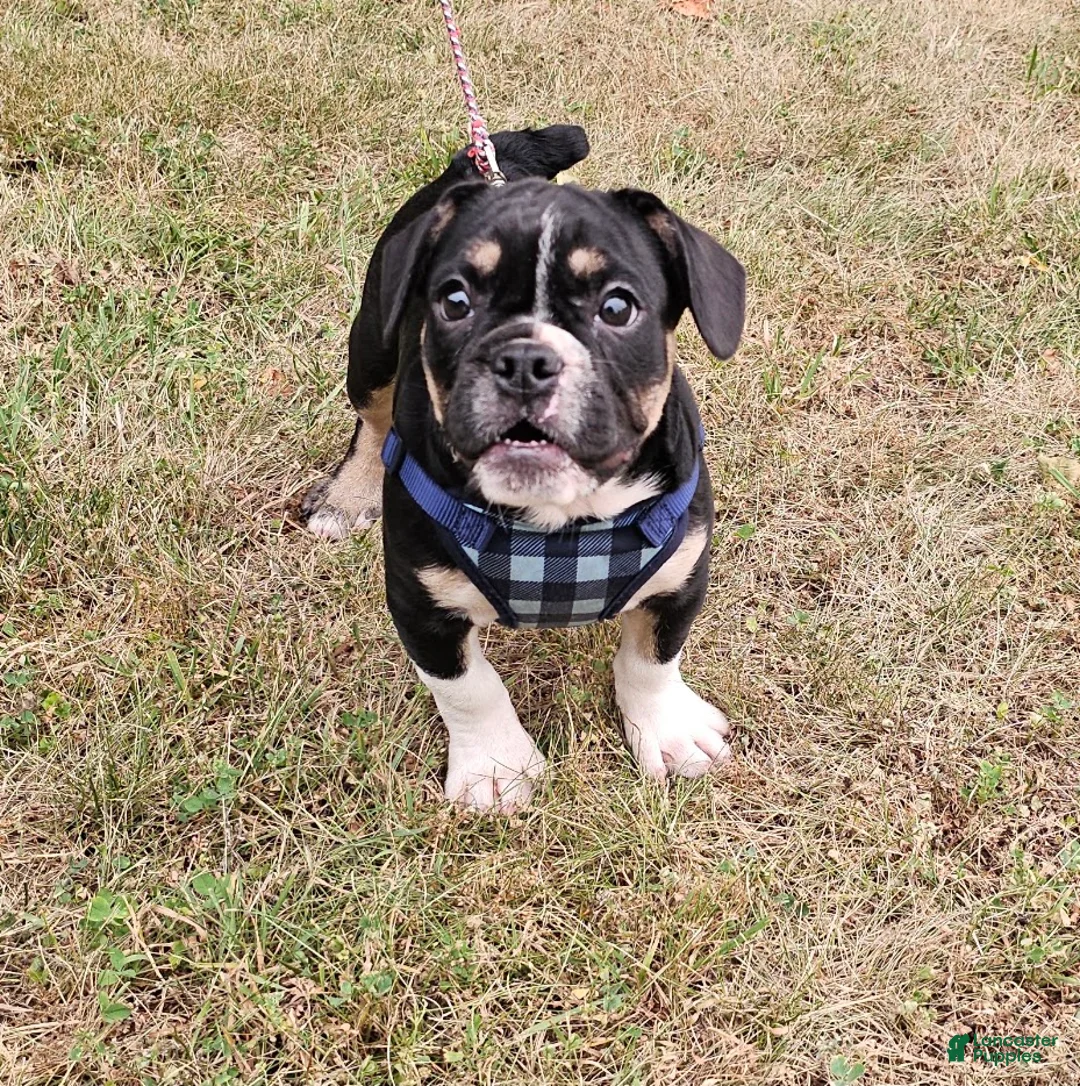 Mixed Breed dogs for sale: Capt. Jack Sparrow - Ad 1