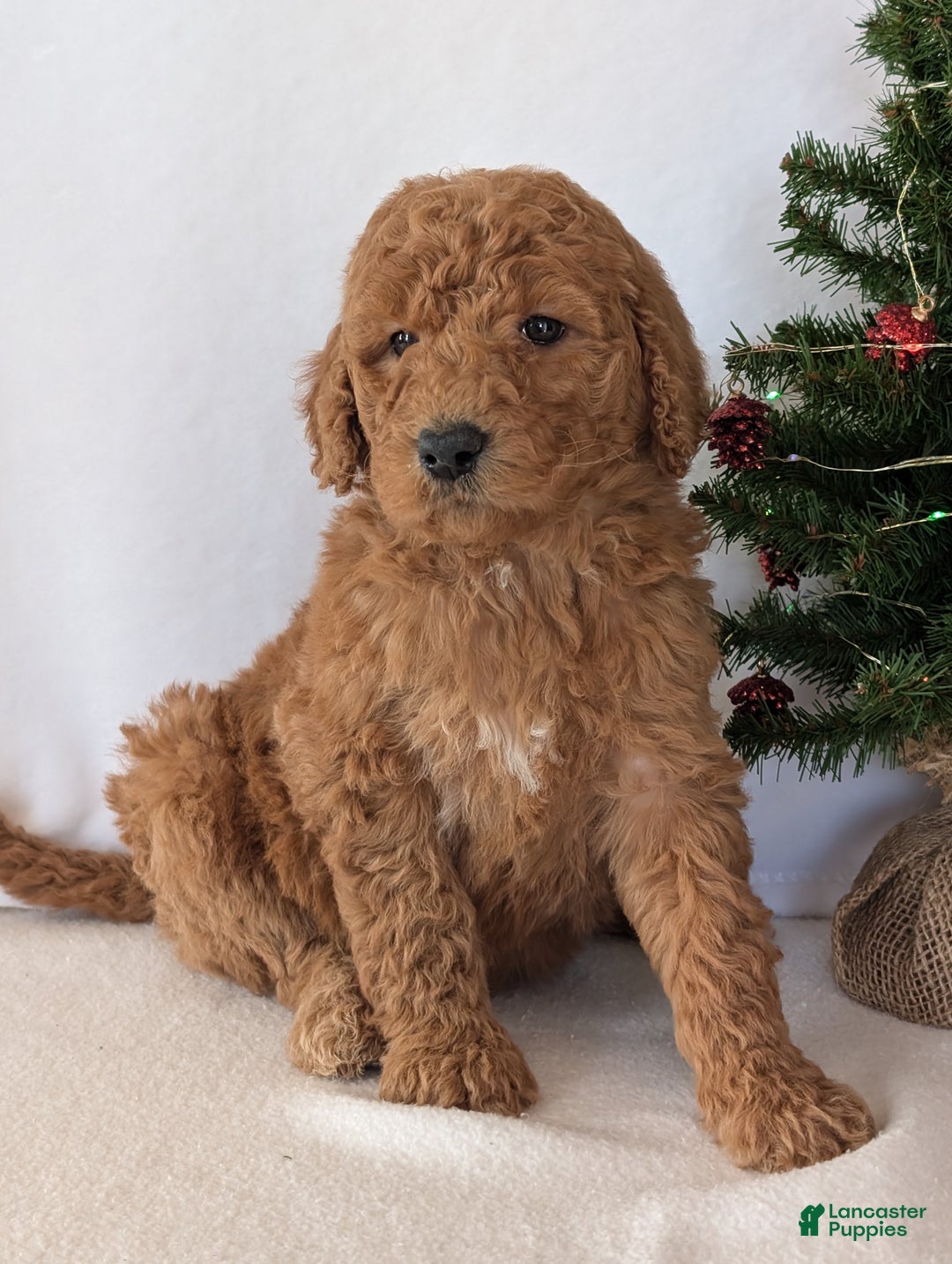 Goldendoodle dogs for sale: Miss Daisy  - Ad 8